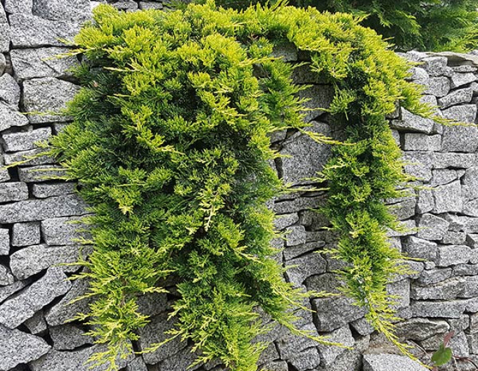 Jalovec  GOLDEN CARPET