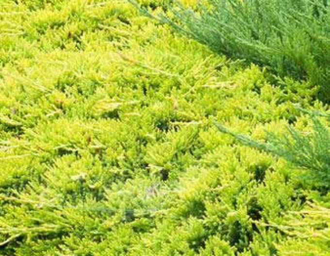 Jalovec  GOLDEN CARPET