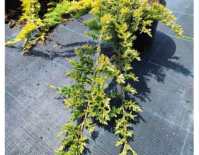 Jalovec  GOLDEN CARPET