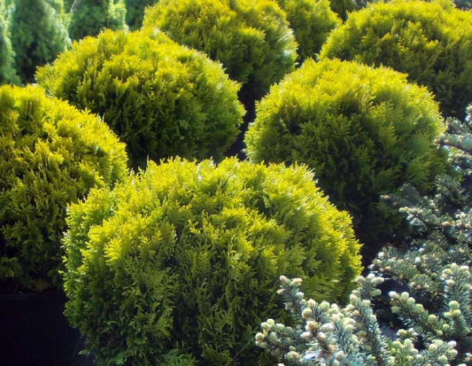 Zerav západní  Mirjam