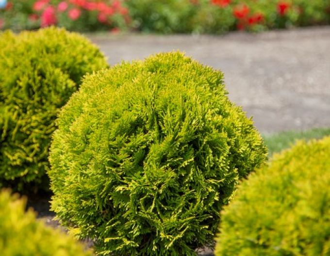 Zerav západní  Mirjam