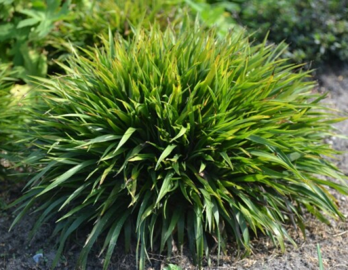 Bika chlupatá  ´Igel´