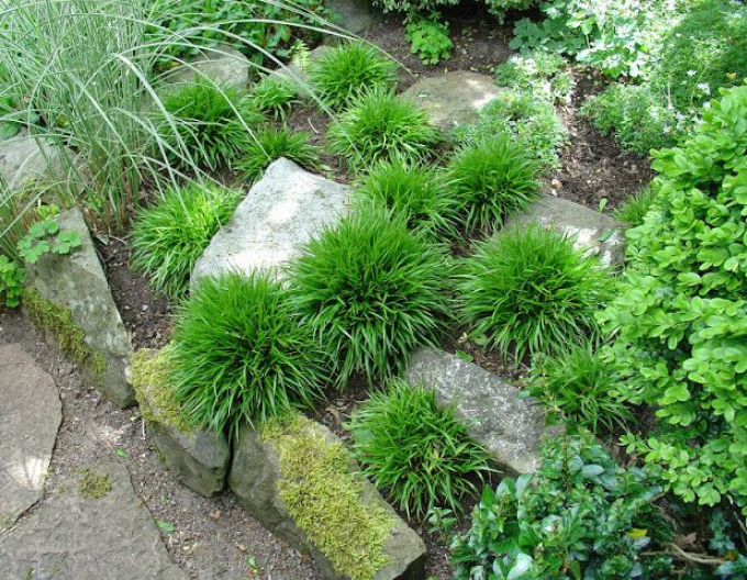 Bika chlupatá  ´Igel´