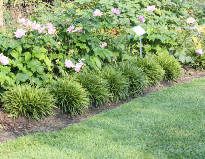 Bika chlupatá  ´Igel´