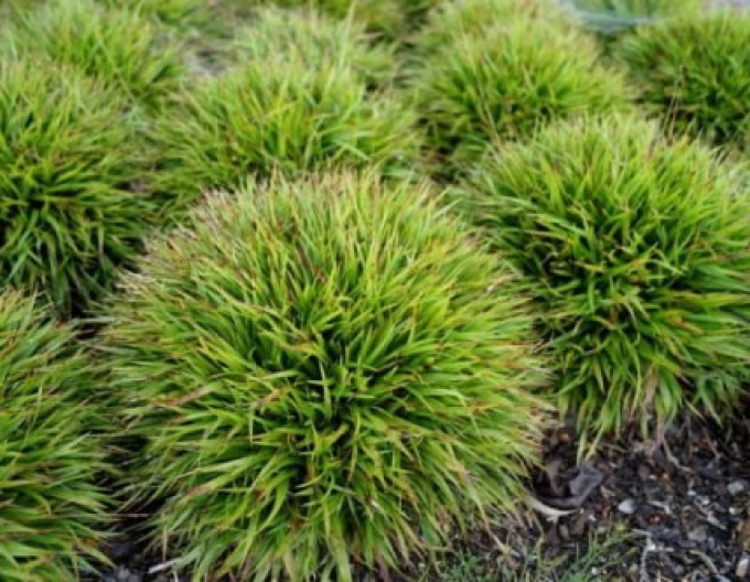 Bika chlupatá  ´Igel´