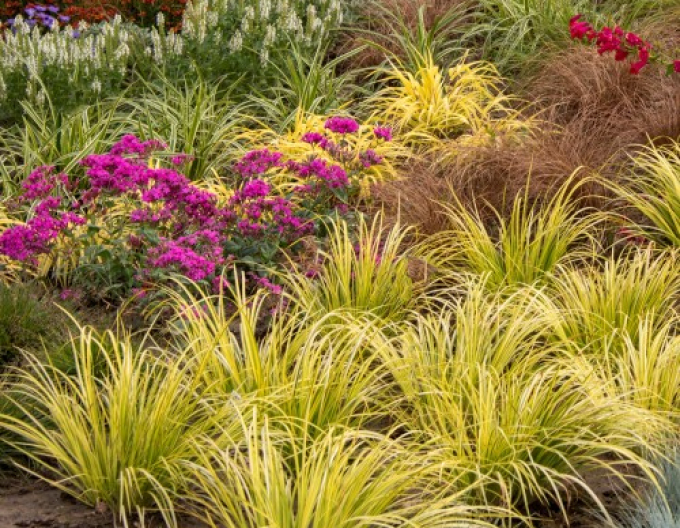 Puškvorec trávolistý Golden Delight 9x9