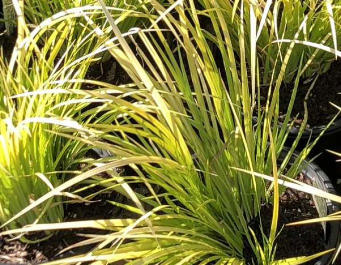 Puškvorec trávolistý Golden Delight 9x9