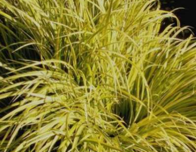 Puškvorec trávolistý Golden Delight 9x9