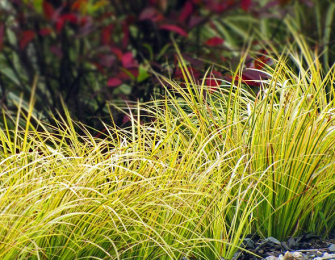 Puškvorec trávolistý Golden Delight 9x9