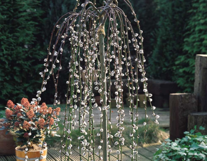 Rakytník řešetlákový