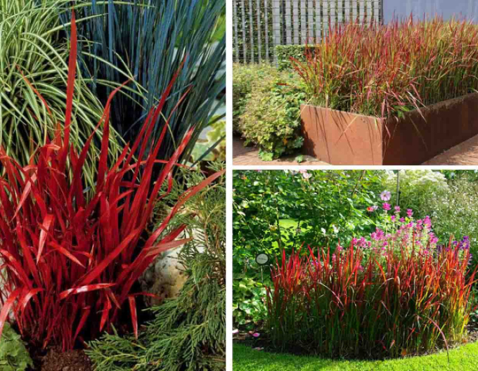 Imperáta válcovitá  "Red Baron" 2l