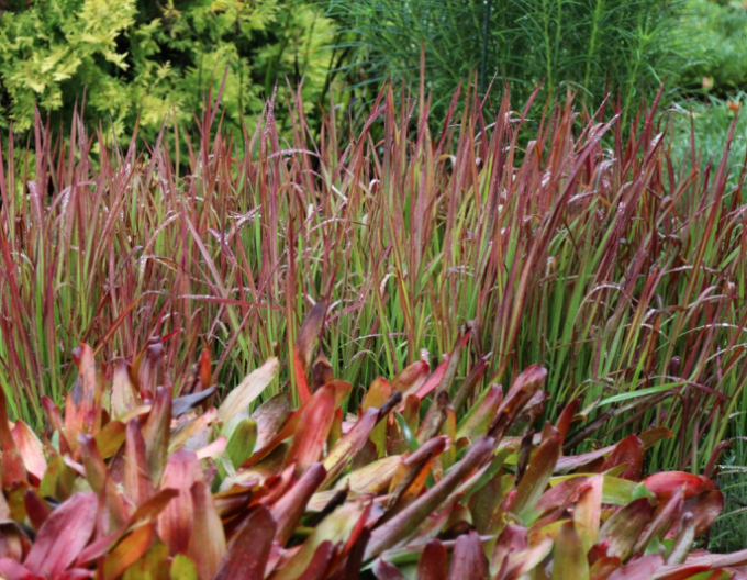 Imperáta válcovitá  "Red Baron" 2l