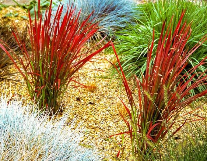 Imperáta válcovitá  "Red Baron" 2l