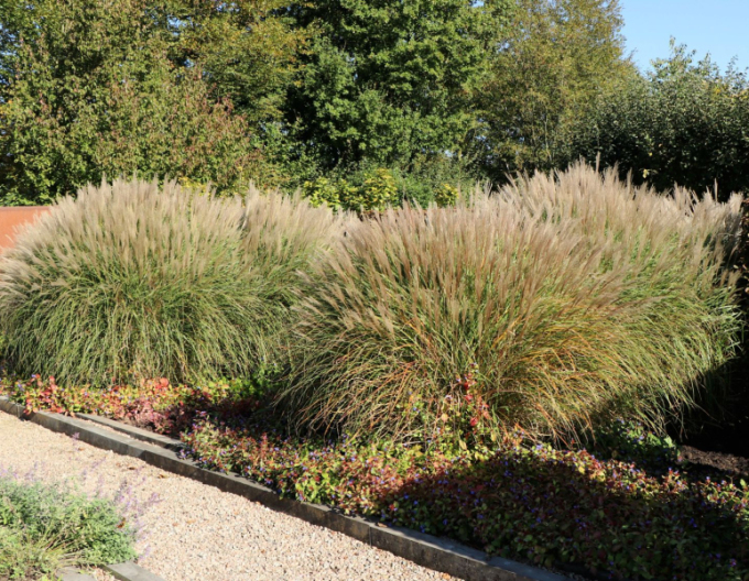 Ozdobnice čínská  Kleine Silberspinne