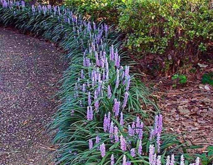 Liriope ´Big Blue´