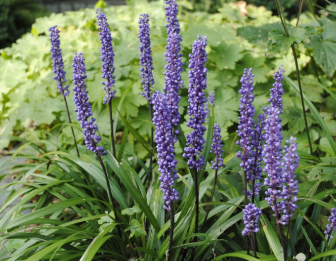 Liriope ´Big Blue´