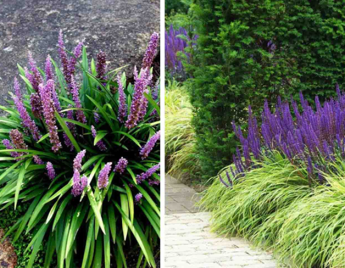 Liriope ´Big Blue´