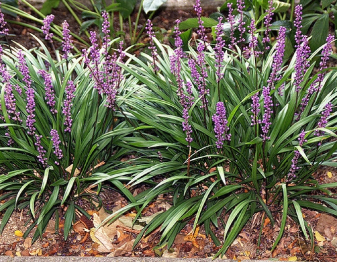 Liriope ´Big Blue´