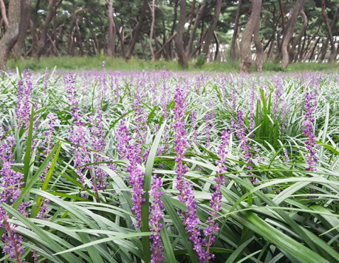 Liriope ´Big Blue´