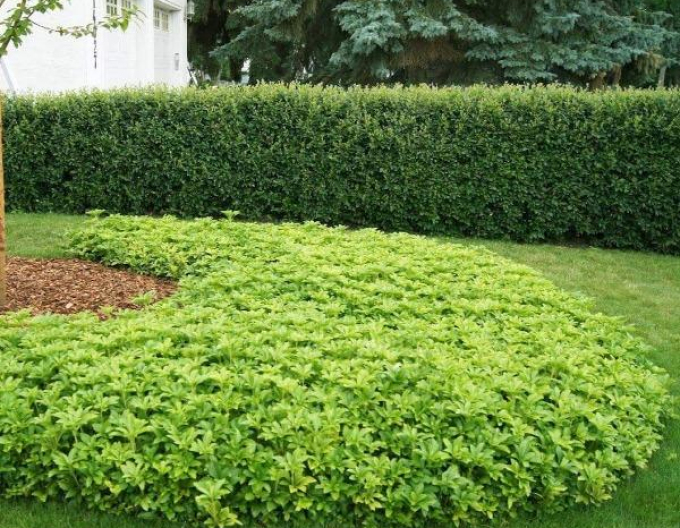 Tlustonitník klasnatý