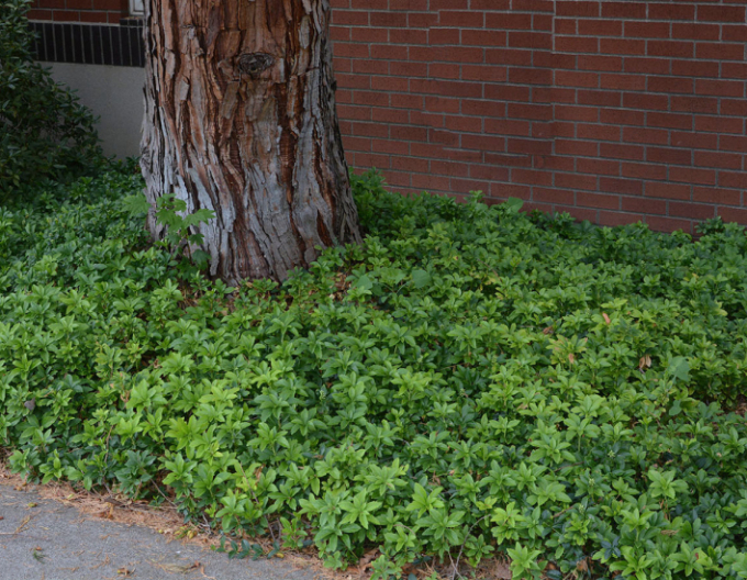 Tlustonitník klasnatý