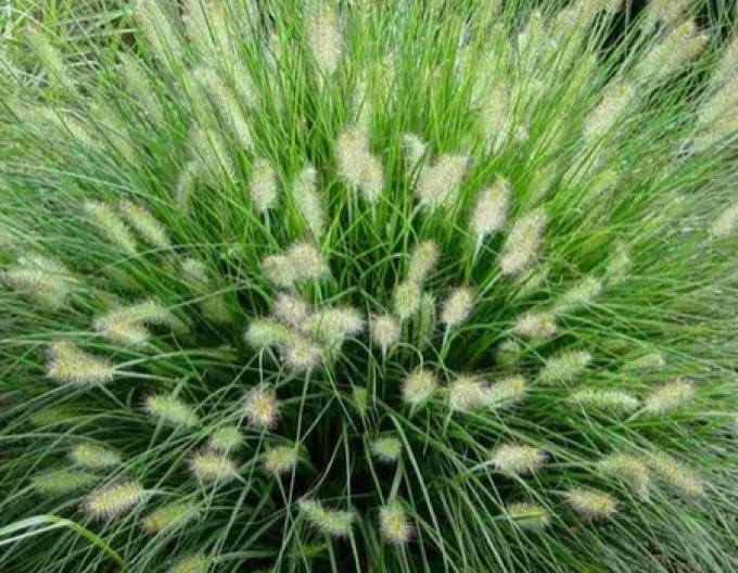 Dochan psárkovitý (vousatec) ´Hameln´