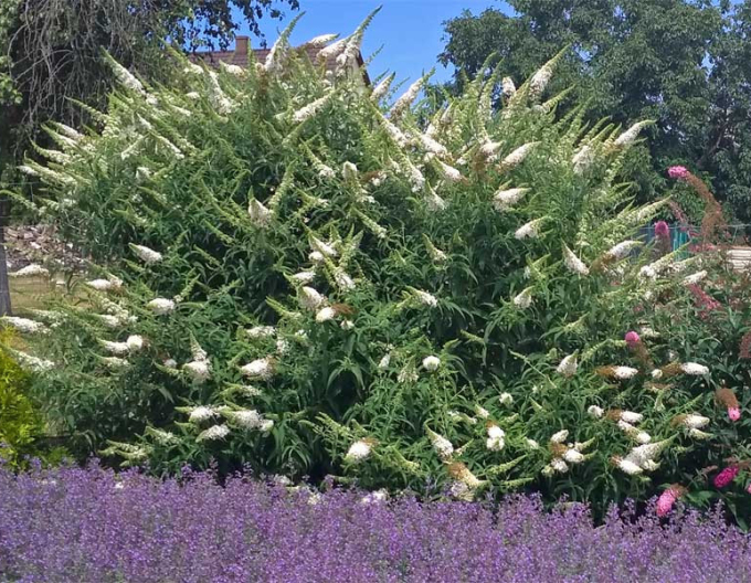 Motýlí keř, Komule Davidova White Profusion