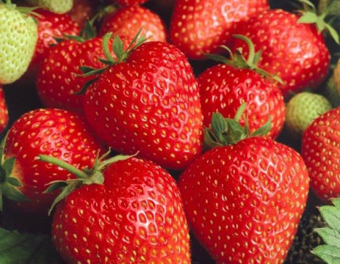 Jahodník jednouplodící  ´Wendy´ raná odrůda