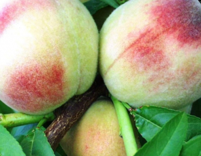 Broskev ´Albatros´ raná, podn. GF677, kont. 5l