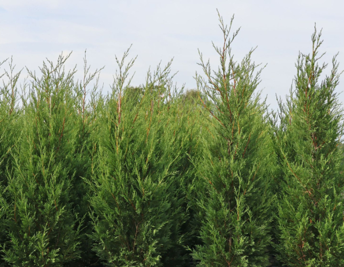 Cypřišek leylandský ´2001´