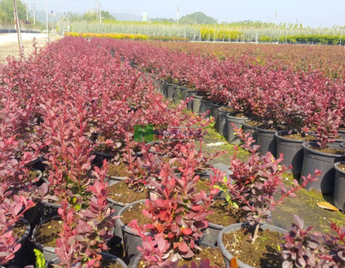 Dřišťál Thunbergův Bagatelle