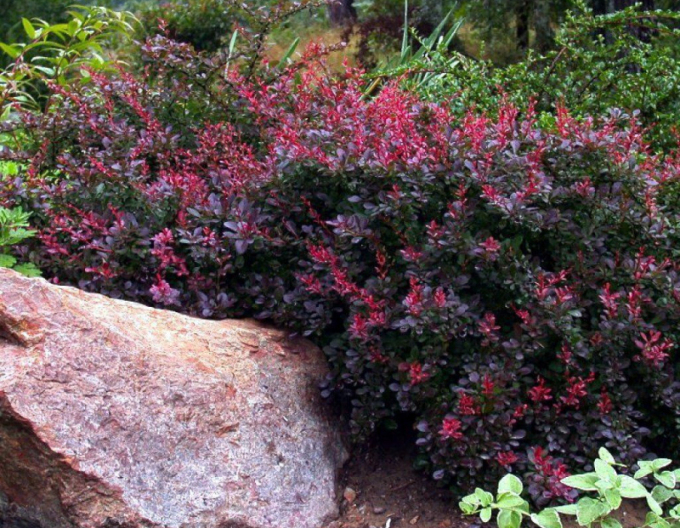 Dřišťál Thunbergův Bagatelle