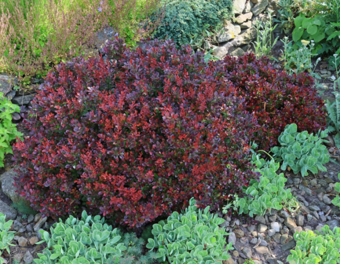 Dřišťál Thunbergův Bagatelle