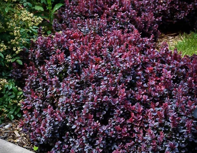 Dřišťál Thunbergův  ´Concorde´