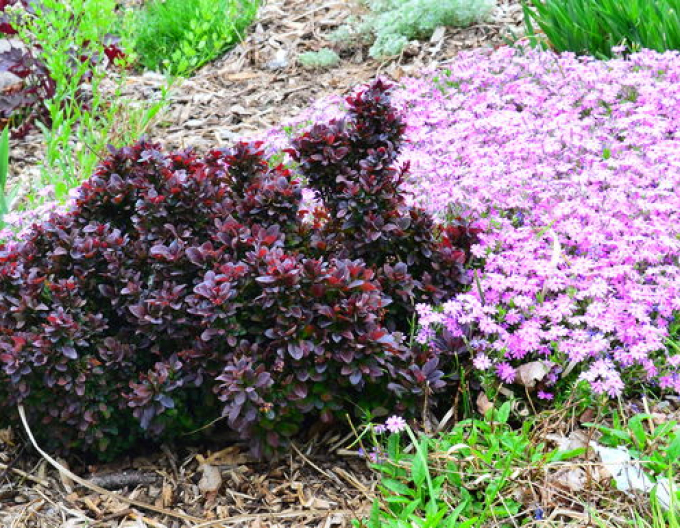 Dřišťál Thunbergův  ´Concorde´