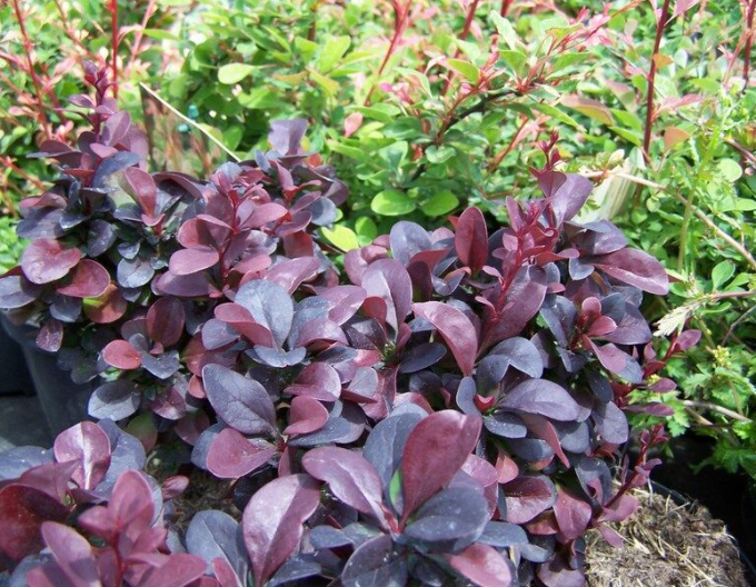 Dřišťál Thunbergův  ´Concorde´