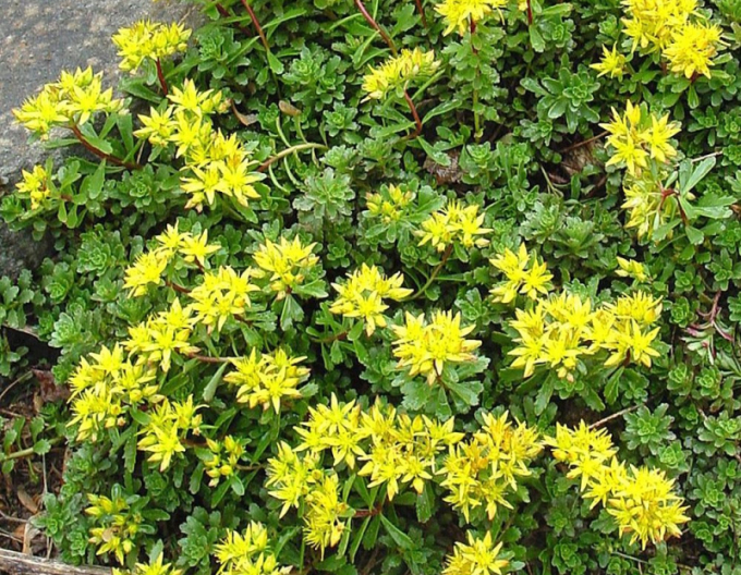 Rozchodník Weihenstephaner Gold