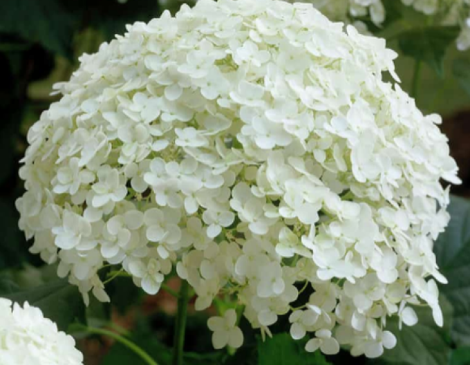 Hortenzie Annabelle 9x9