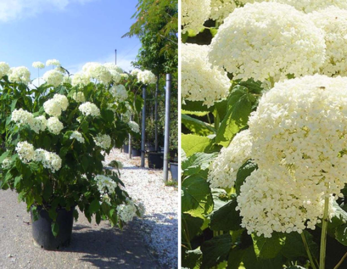 Hortenzie Annabelle 9x9