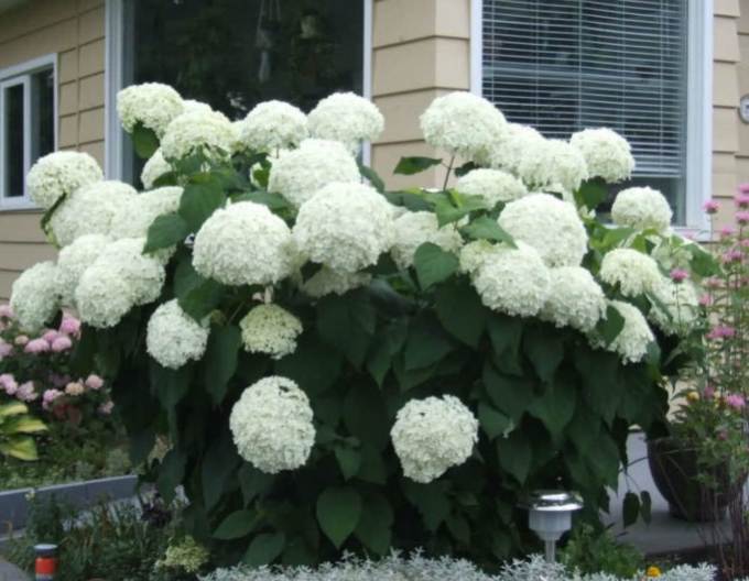 Hortenzie Annabelle 9x9