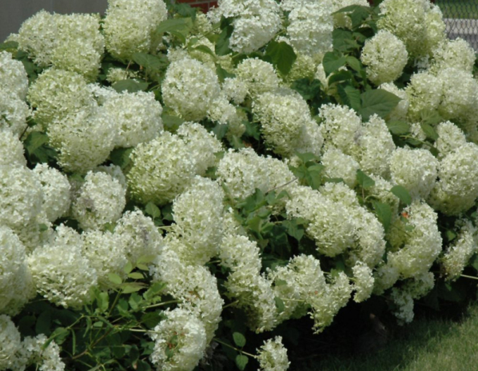 Hortenzie Annabelle 9x9