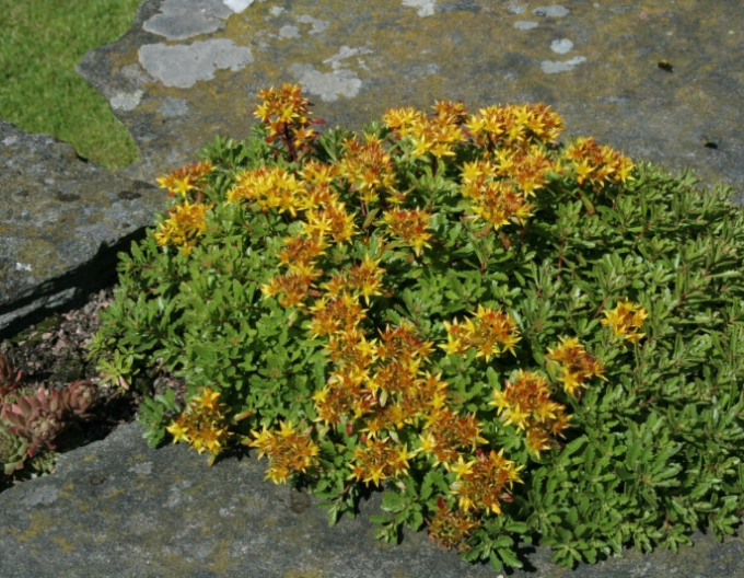 Rozchodník Weihenstephaner Gold