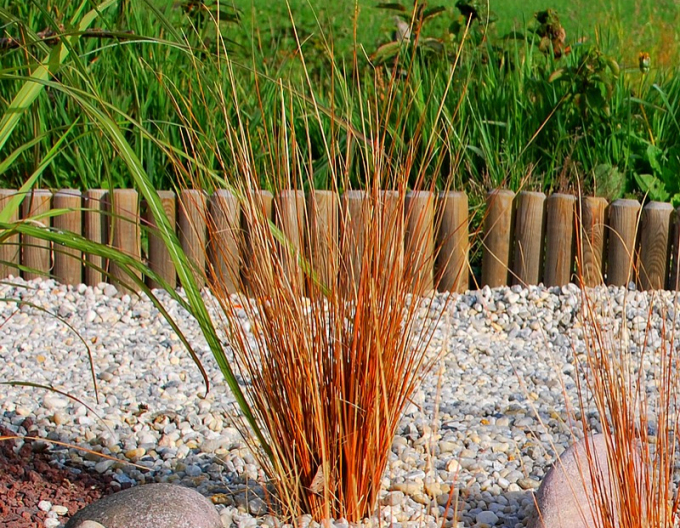 Ostřice buchananova