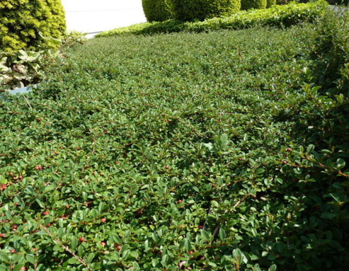 Skalník Eichholz 9x9