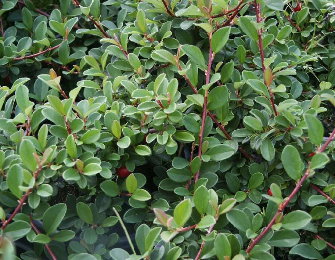 Skalník Eichholz 9x9