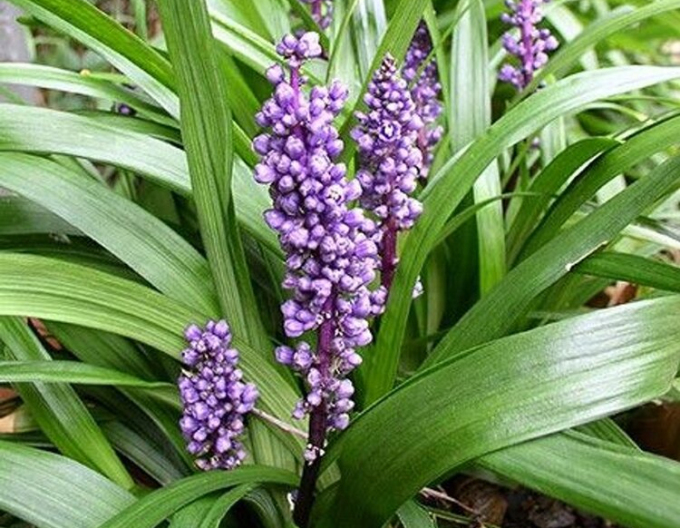 Liriope  Royal Purple