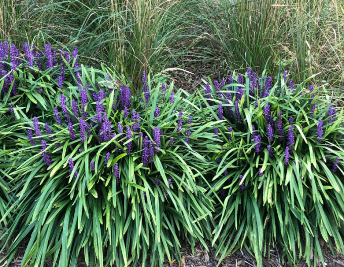 Liriope  Royal Purple