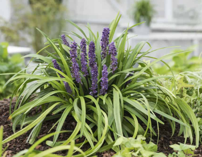 Liriope  Royal Purple