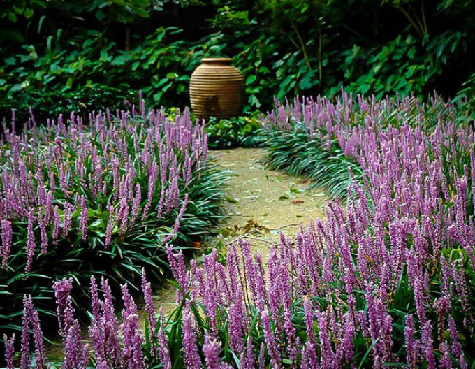 Liriope  Royal Purple