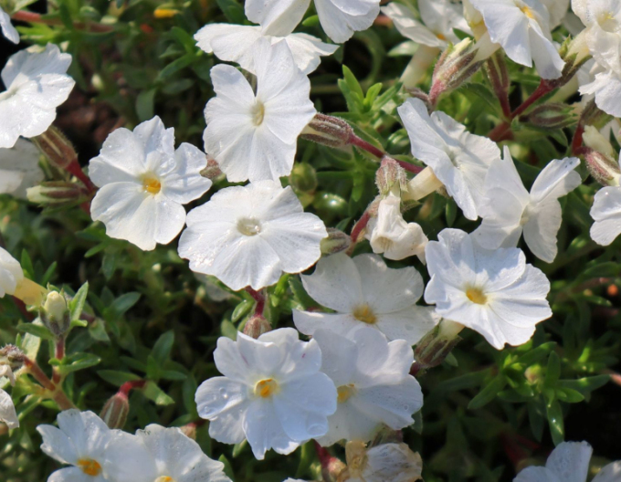 Plamenka  ’White Delight’